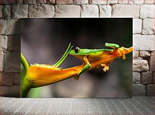 Πίνακας, Green Frog on Orange Flower Πράσινος βάτραχος σε πορτοκαλί λουλούδι