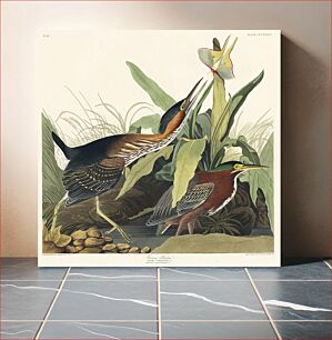 Πίνακας, Green Heron from Birds of America (1827) by John James Audubon, etched by William Home Lizars