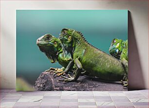 Πίνακας, Green Iguanas Resting Πράσινα ιγκουάνα που ξεκουράζονται