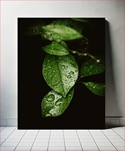 Πίνακας, Green Leaves with Water Droplets Πράσινα φύλλα με σταγονίδια νερού