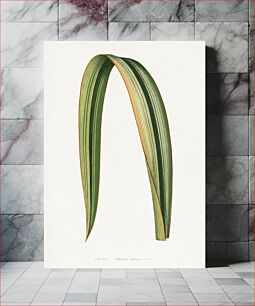 Πίνακας, Green Phormium Tenax leaf illustration