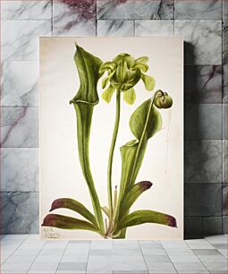 Πίνακας, Green Pitcherplant (Sarracenia orephila) by Mary Vaux Walcott