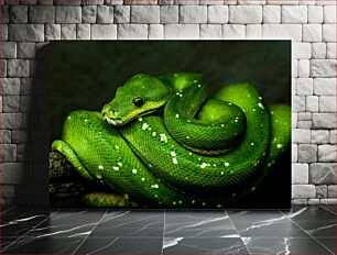 Πίνακας, Green Snake Coiled on Branch Green Snake Coiled on Branch