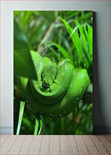 Πίνακας, Green Tree Python Green Tree Python