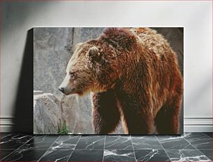 Πίνακας, Grizzly Bear in Habitat Grizzly Bear στο Habitat