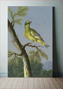 Πίνακας, Groenling (European Greenfinch) by Barbara Regina Dietzsch (1706–1783)