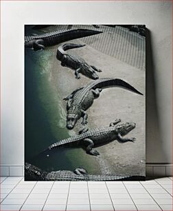 Πίνακας, Group of Alligators Ομάδα Αλιγάτορων