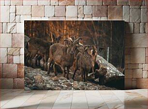 Πίνακας, Group of Goats in the Wilderness Ομάδα κατσικιών στην ερημιά