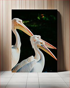 Πίνακας, Group of Pelicans Ομάδα πελεκάνων