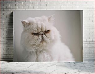 Πίνακας, Grumpy Cat Grumpy Cat