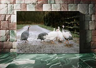 Πίνακας, Guinea Fowls on a Pathway φραγκόκοτες σε μονοπάτι