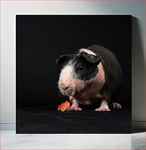 Πίνακας, Guinea Pig Eating Fruit Ινδικό χοιρίδιο που τρώει φρούτα