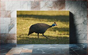 Πίνακας, Guineafowl in the Field φραγκόπουλο στο χωράφι