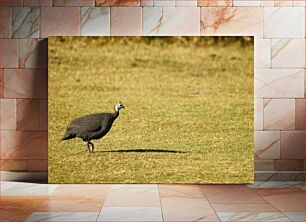 Πίνακας, Guineafowl on Grass φραγκόκοτα στο γρασίδι