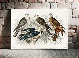 Πίνακας, Gyr Falcon, Goshawk, Kite or Glead, Peregrine Falcon, and Kestril (Female). A History of the Earth and Animated Nature (1820) by Oliver Goldsmith (1730-1774)