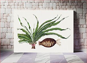 Πίνακας, Hand drawn blood lily bulb