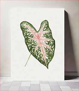 Πίνακας, Hand drawn caladium Carolyn Whorton leaf