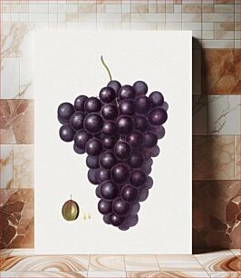 Πίνακας, Hand drawn grapes