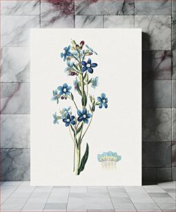 Πίνακας, Hand drawn Italian alkanet