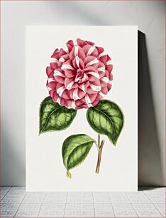 Πίνακας, Hand drawn Japanese camellia