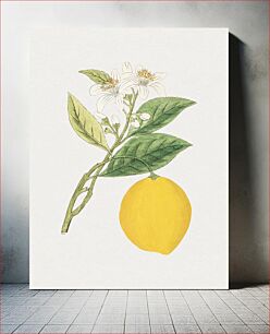 Πίνακας, Hand drawn lemon