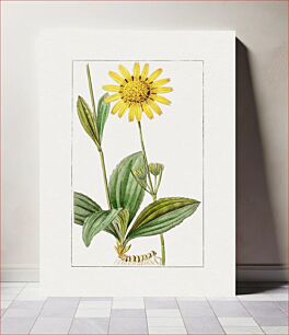 Πίνακας, Hand drawn mountain arnica