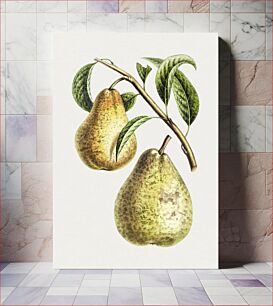 Πίνακας, Hand drawn pear