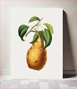 Πίνακας, Hand drawn pear