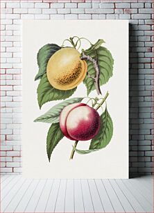 Πίνακας, Hand drawn plum