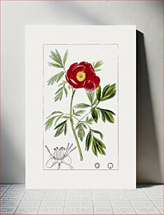 Πίνακας, Hand drawn red peony