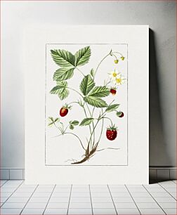 Πίνακας, Hand drawn strawberry