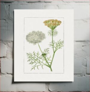 Πίνακας, Hand drawn wild carrot flower