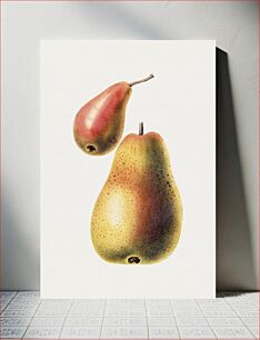 Πίνακας, Hand drawn Williams pear