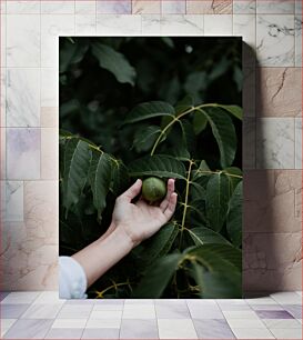 Πίνακας, Hand Holding a Green Fruit Χέρι που κρατά ένα πράσινο φρούτο