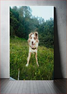 Πίνακας, Happy Dog in a Field Ευτυχισμένος σκύλος σε ένα χωράφι