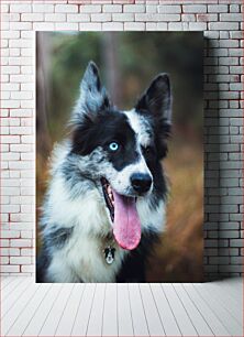 Πίνακας, Happy Dog with Heterochromia Ευτυχισμένος σκύλος με ετεροχρωμία