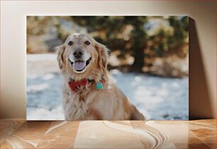 Πίνακας, Happy Golden Retriever in Snow Happy Golden Retriever στο χιόνι