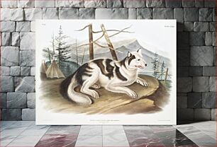 Πίνακας, Hare-Indian Dog (Canis familiaris) from the viviparous quadrupeds of North America (1845) illustrated by John Woodhouse Audubon (1812-1862)