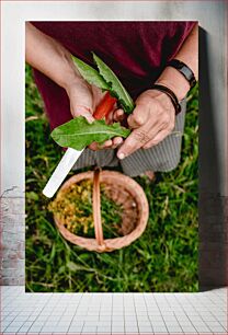 Πίνακας, Harvesting Fresh Leaves Συγκομιδή φρέσκων φύλλων