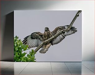 Πίνακας, Hawk Landing on Branch Γεράκι προσγείωση στο κλαδί