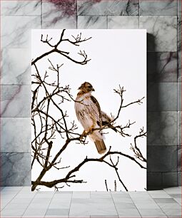 Πίνακας, Hawk Perched on Bare Tree Branches Γεράκι σκαρφαλωμένο σε γυμνά κλαδιά δέντρων