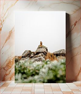 Πίνακας, Hawk Perched on Rocky Hill Γεράκι σκαρφαλωμένο στο Rocky Hill