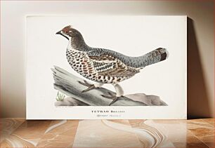 Πίνακας, Hazel grouse, male, 1828, Magnus Von Wright