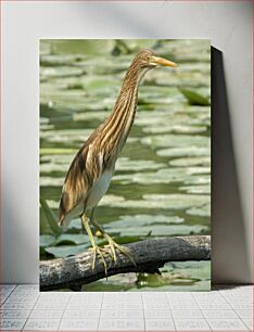 Πίνακας, Heron Standing on a Log Ερωδιός που στέκεται σε ένα κούτσουρο