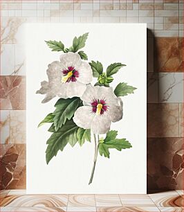 Πίνακας, Hibiscus from Choix des plus belles fleurs (1827) by Pierre-Joseph Redouté