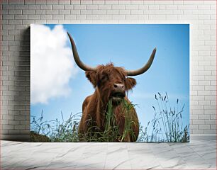 Πίνακας, Highland Cow Grazing Βόσκηση αγελάδων Highland