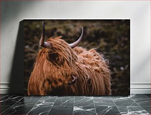 Πίνακας, Highland Cow in Natural Habitat Highland Cow σε φυσικό βιότοπο