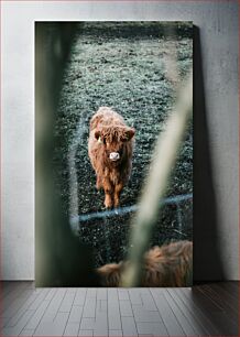 Πίνακας, Highland Cow in the Field Highland Cow in the Field