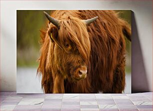 Πίνακας, Highland Cow Highland Cow