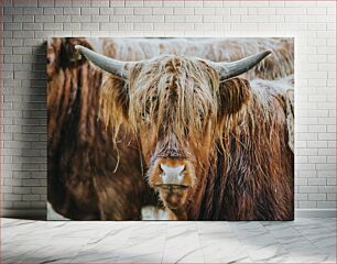 Πίνακας, Highland Cow Highland Cow